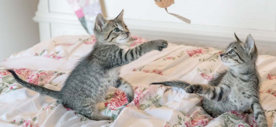 two kittens playing
