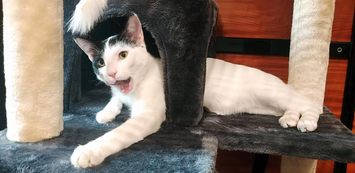 cat PetSmart Etobicoke