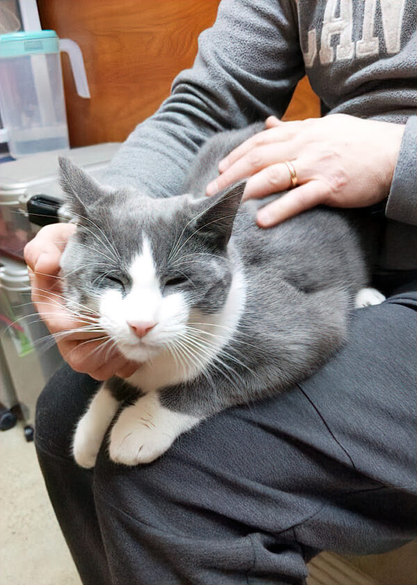 grey white lap cat