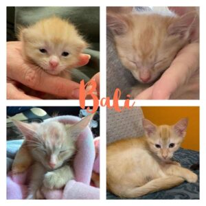orange kitten