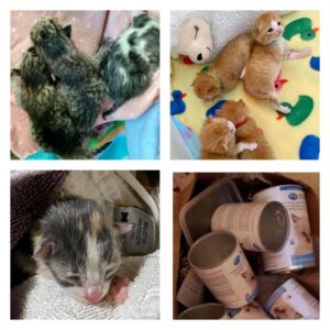 kitten litters