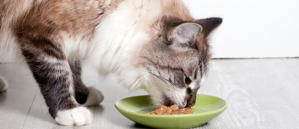 wet food vs dry food for kittens