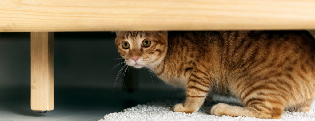 shy cat