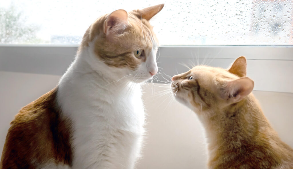 introducing a new cat