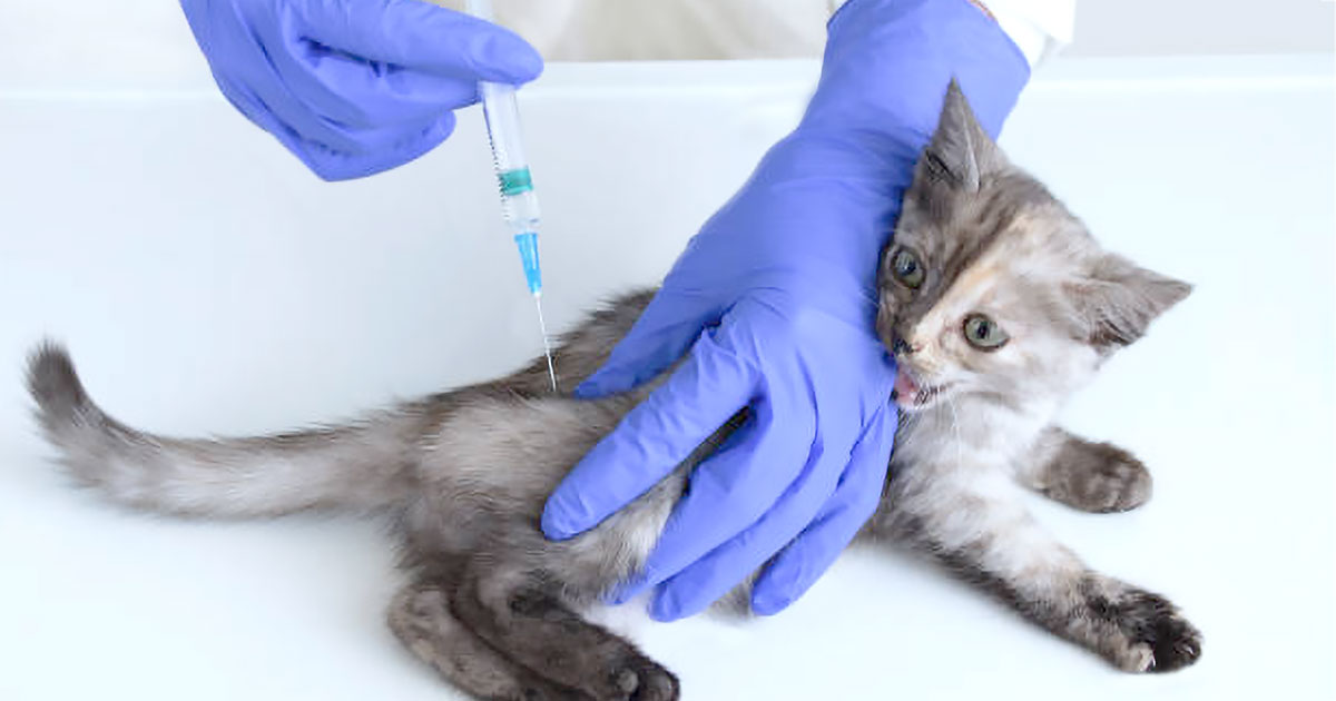 Your Cat's Vaccine Schedule Home At Last Rescue