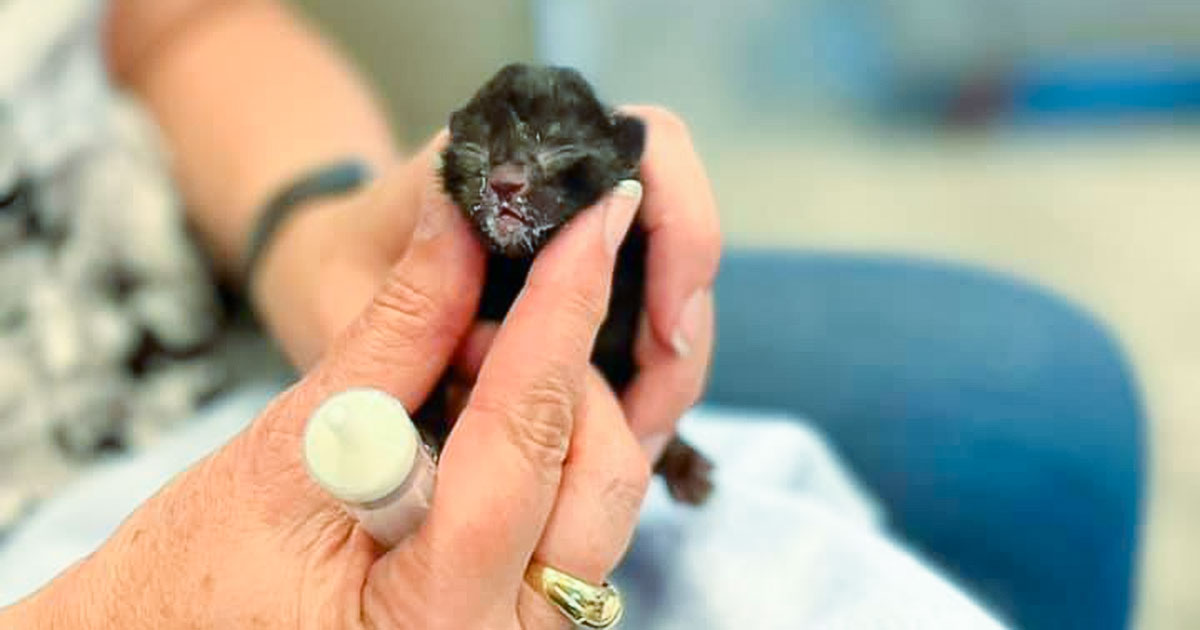 newborn kitten feeding