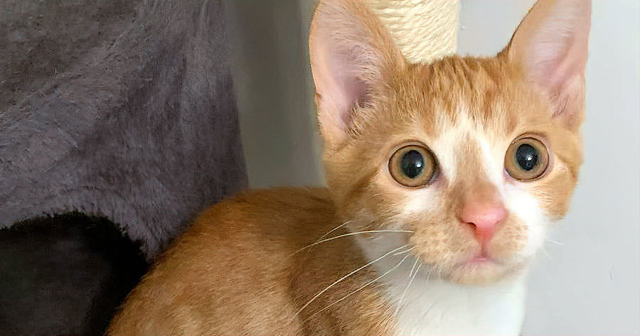 orange and white kitten